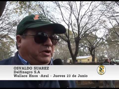 23-06-2016 Wallace Hnos - Azul - Nota Osvaldo Suarez (Delfinagro S.A)