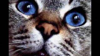 k.d.lang - Whats New Pussycat ( live audio )