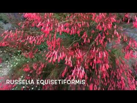 Russelia equisetiformis. Garden Center online Costa Brava - Girona.