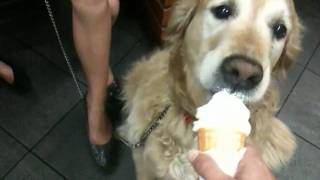Golden Retriever - Henry - eating ice cream