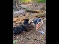 Gray Tabby Terrified Of Little Tortie Shorts