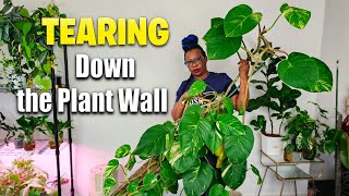 My Neglected Plant Wall Had To Go