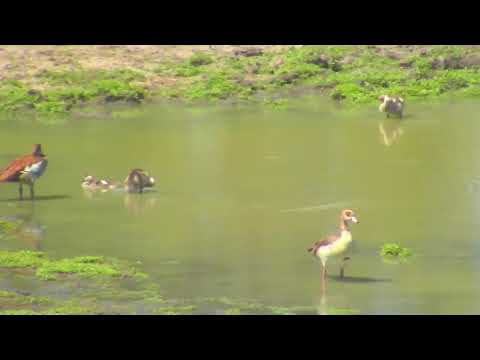 Djuma: Egyptian Goose family - 14:10 - 02/20/19