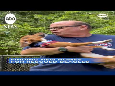 Finding new homes for rescued beagles