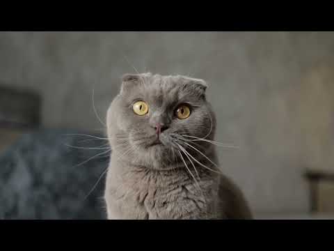 Super Cute Cat Video with soothing and relaxing background music for meditation !!!