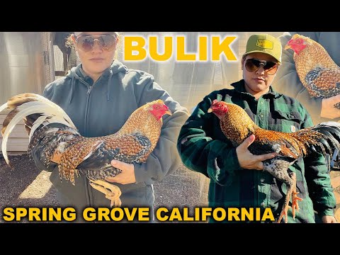 Bulik Dom Asil Grey Sweater Kelso Yellow Leg Hatch - Beautiful Birds Spring Grove Farm Visit