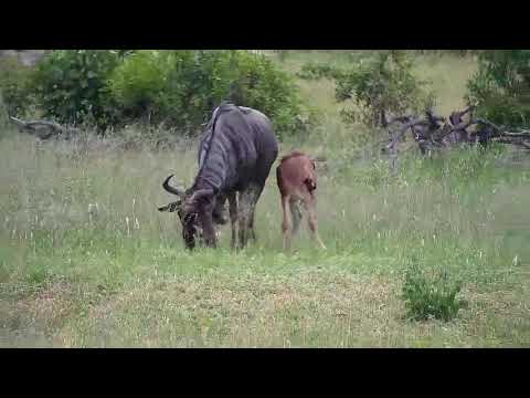 Djuma: Wildebeest herd with six calves - 15:32 - 01/03/20