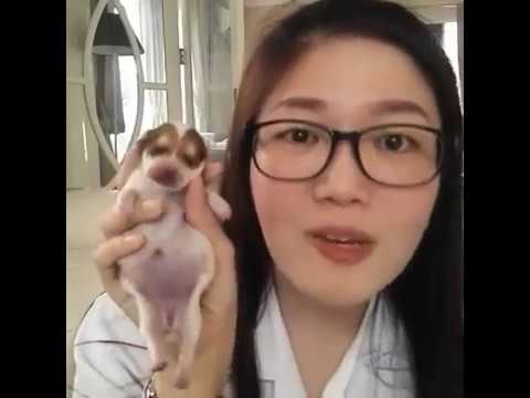 เพิ่มหน้าอก Blokhin หัวนมหน้าอกเล็ก
