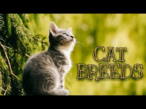 CAT BREEDS should be known