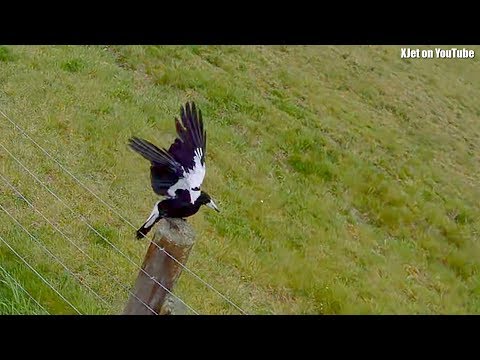 drone-versus-magpies-at-tokoroa-airport