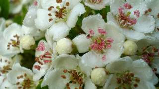 Cambridge May Song - Ruth Barrett & Cyntia Smith