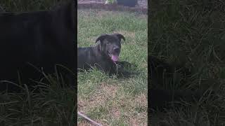 Video preview image #1 Labrador Retriever-Unknown Mix Puppy For Sale in MECHANICSBURG, PA, USA