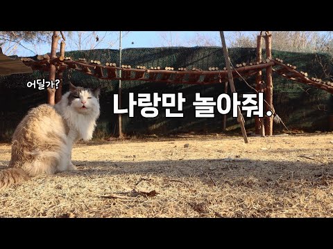 다묘집인데 혼자 있고 싶어하는 고양이들