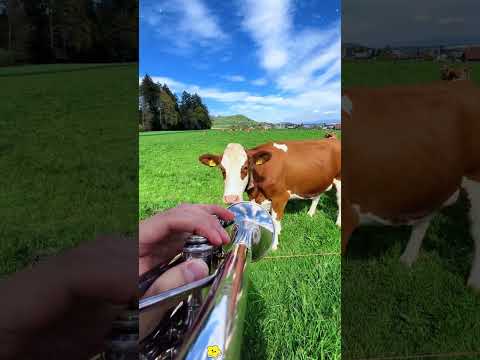 The best trumpet. #horn #viral #funny #funnyvideo #usa