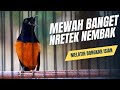MURAI BATU GACOR FULL ISIAN TEMBAKAN MEWAH SANGAT AMPUH UNTUK MELATIH BONGKAR ISIAN
