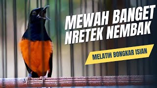 Download lagu MURAI BATU GACOR FULL ISIAN TEMBAKAN MEWAH SANGAT AMPUH UNTUK MELATIH BONGKAR ISIAN mp3 Download lagu MURAI BATU GACOR FULL ISIAN TEMBAKAN MEWAH SANGAT AMPUH UNTUK MELATIH BONGKAR ISIAN mp3
