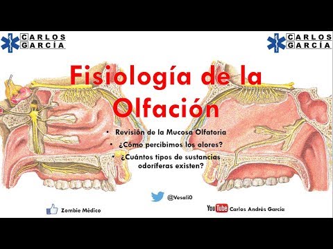 Physiology - Smell How do we perceive and differentiate odors?