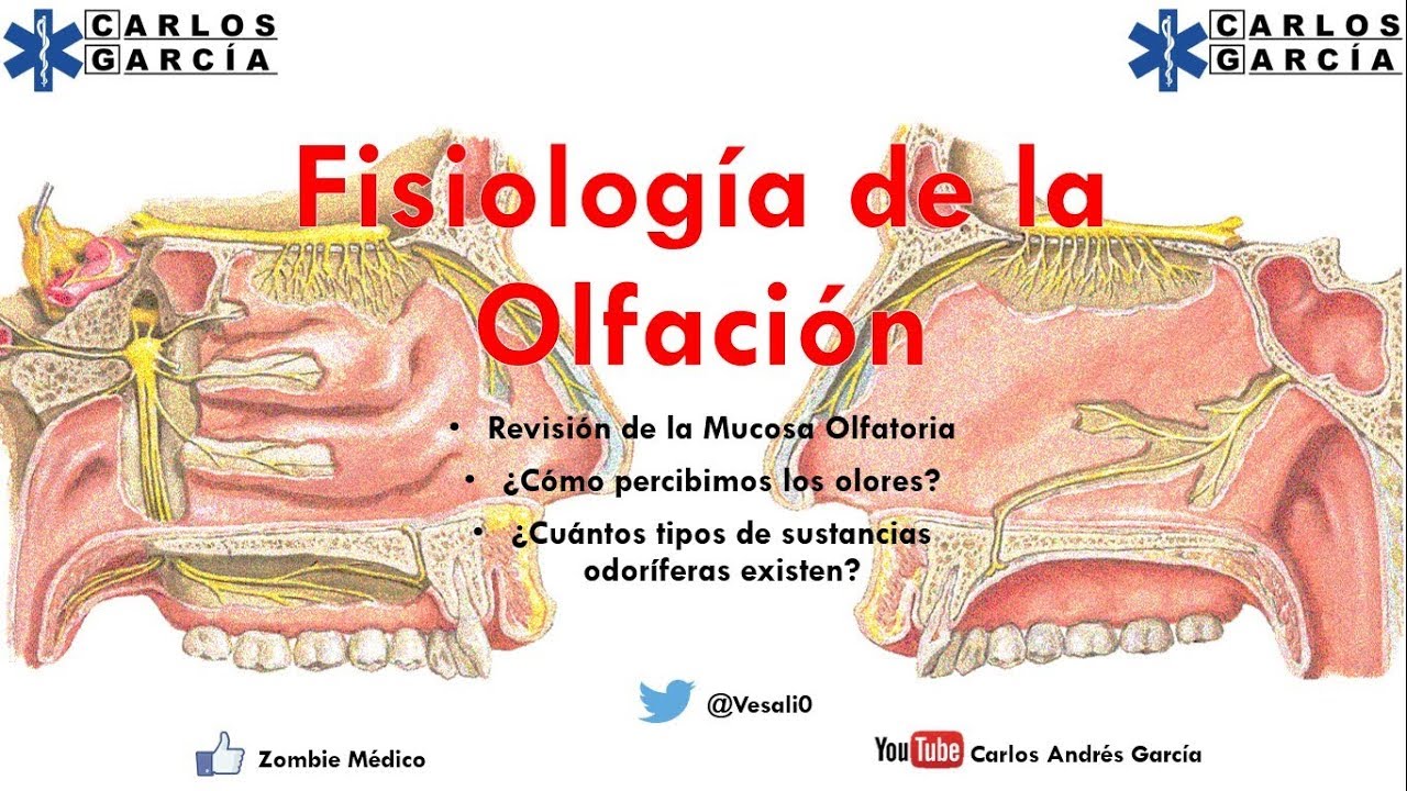 Fisiología - Olfato ¿Cómo percibimos y diferenciamos olores?