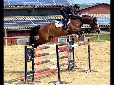 Kassia von Worrenberg, Holst, Dinken x Casall, 172 cm, geb. 2017, hatte Fohlen