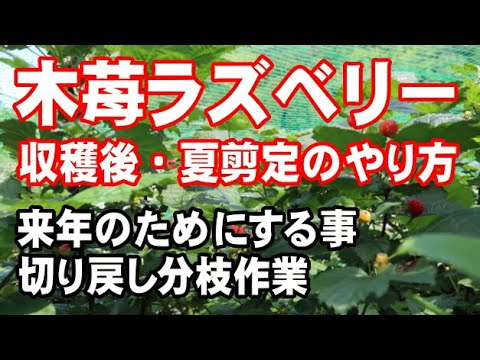 ラズベリーの茂みを剪定する時期と最善の方法は？ 2023 年の冬に実践すべきすべての正しい行動  庭園