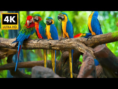 Sun Conure and Macaw 4K HDR 🦜 Colorful Parrots (Ultra HD)