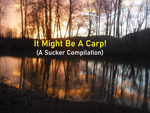 It Might Be A Carp!  (A Sucker Compilation)