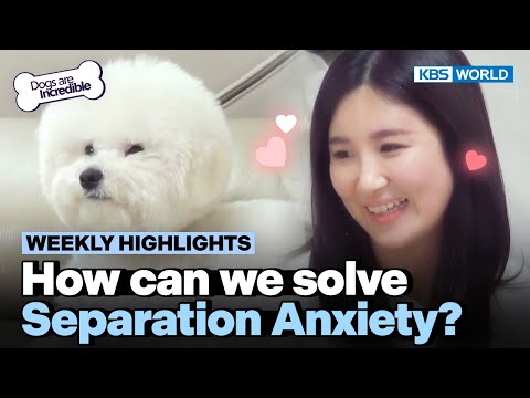 [Weekly Highlights] How can we solve Separation Anxiety?🤒 | KBS WORLD TV 230321