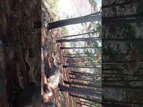 la pinera en pitichorro  ciudad arce  la libertad El Salvador