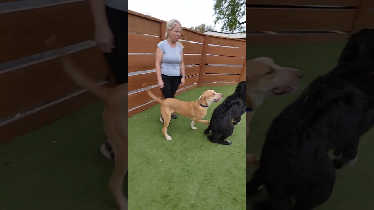 Maggie, an adopted Newfoundland Dog in Georgetown, TX video 6/6