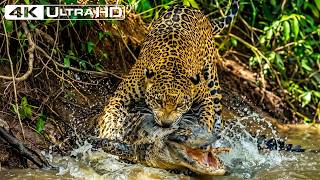Jaguars vs. Caimans in the Pantanal’s Deadliest Season | WILDLIFE DOCUMENTARY