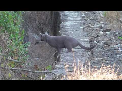 Železnice - Kvatro na R 1247 a R 1240