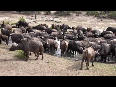 Djuma: Large breeding herd of African Buffalo come to the pan - 08:24 - 11/24/18