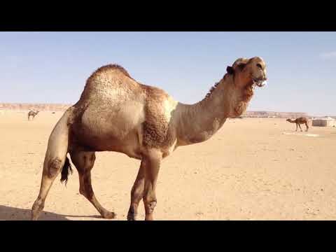 Geel Rati Baar qab ah oo Dabaran oo Doobinaaya