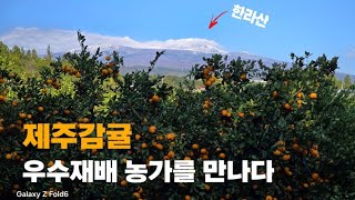 [감귤재배] 감귤재배 우수 농가를 가다/착색우수/한국 감귤재배 1호 과수원/서귀포 김두홍 님