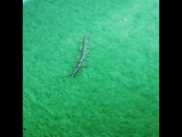 Vídeo relacionado con Sujosa 20 unidades de insectos falsos de plástico Scolopendra ciempiés, insectos falsos de abril, tontos, Navidad, fiestas, bromas para adultos