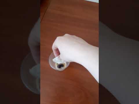 Как прорастить семена фасоли и арбуза