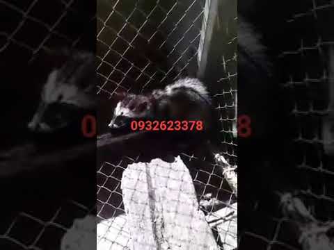 chôn hương thuần chủng