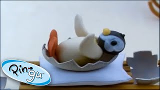 Pingu and the Mix Up   Pingu Official Channel