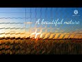 A Beautiful Nature Dil Ko Karar Aya New WhatsApp Status Relax