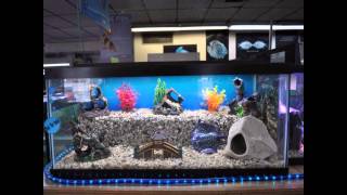 Cool Aquarium for Home Decoration Setup Ideas with Different Types of Aquariums In the world