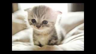 Dearjoanie's "LOOK AT THAT FACE"   Music: Carmen McRae