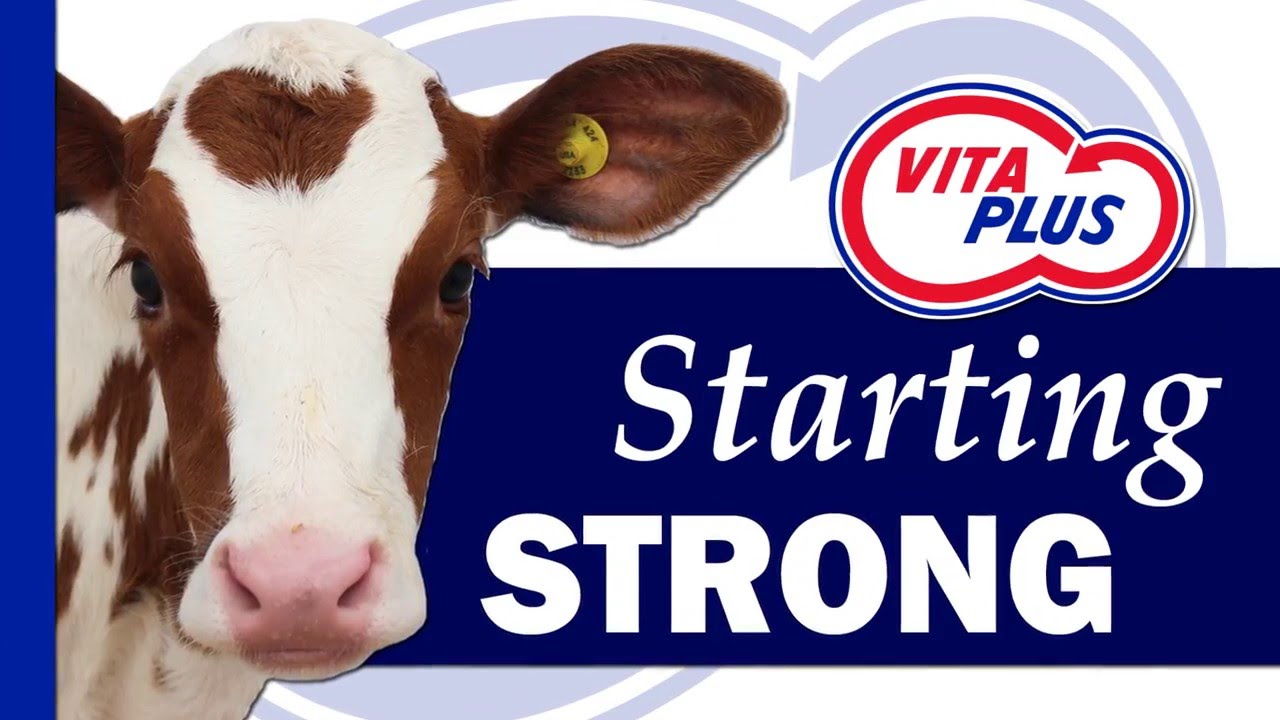 Comfort and Fit to Successfully Feed Calves - Part 2: Transition Calves