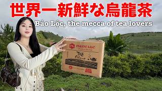 【🇻🇳お茶の聖地】極上ジャスミン烏龍茶を求めてベトナムの茶畑へ‼️Heading to the BAOLOC tea plantations: finest jasmine oolong tea