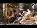 WOLVERINE ─  The Most Ferocious Animal on Earth! Wolverine vs wolf and deer