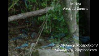 preview picture of video 'Pirámides Mayas - Tulúm'