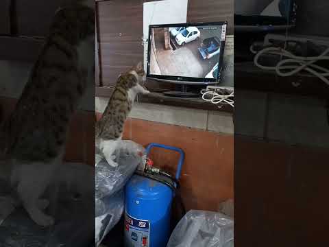 Abtin is a really cute and funny cat🤣🤣🤣🤣🤣🤣