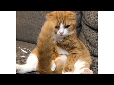 What Animals Think Mega Finale