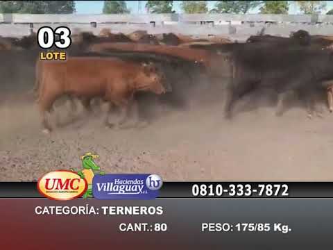 Lote 80 Terneros en Villaguay, Entre Ríos