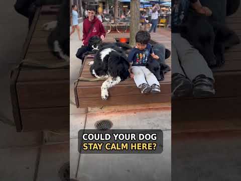Can Your Dog Stay Calm Around Kids? | Indianapolis Dog Training