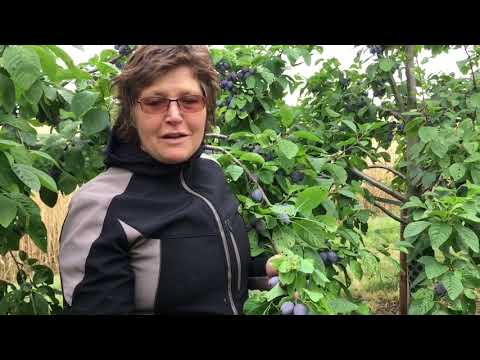 Grüne Schule - Pflaumenbäume